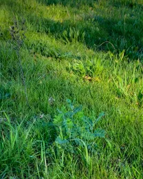 Permanent cover crop mix.