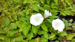 A cluster of white trumpet-shaped bindweed flowers surrounded by heart-shaped green leaves, with some small purple flowers in the background.