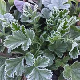 Frost Avoidance and Dealing with Damage