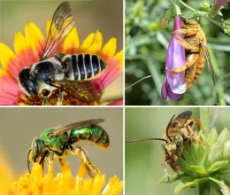 A collage of four native bees on different flowers: a black and yellow bee on a colorful flower, a golden bee on a purple flower, a shiny green bee on a yellow flower, and a light brown bee on a green plant.