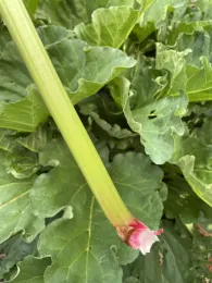 Close-up of a pale green rhubarb stalk with a pinkish tip, surrounded by large green leaves.