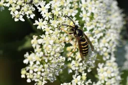 Close-up of a Saxon wasp with black and yellow stripes on white flowers, surrounded by green foliage.