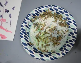 Maggots, Calliphora vacinia (Photo by Kathy Keatley Garvey)