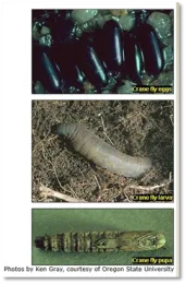 2 Crane Fly Larvae - photo from UCIPM