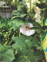 Hollyhock flower