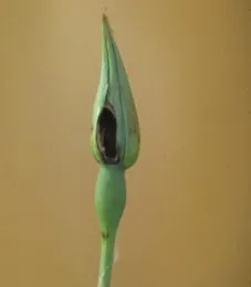 Tobacco budworm damage.