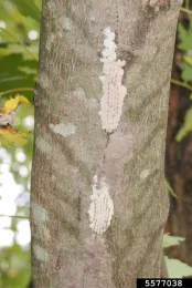 Spotted lanternfly egg masses. Photo by Richard Gardner, Bugwood.org