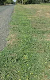 Puncturevine along road. Jeanette Alosi