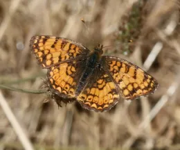 Phyciodes mylitta (Courtesy of Wikipedia)