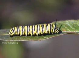 A monarch caterpillar munching on milkweed. (Photo by Kathy Keatley Garvey)