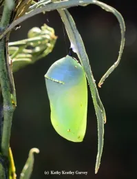 A monarch chrysalis. (Photo by Kathy Keatley Garvey)