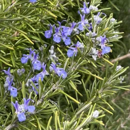 Rosemary-thumbnail