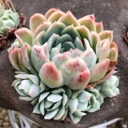 Stonecrop-thumbnail