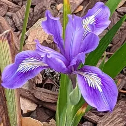 Iris-Douglas-square-thumbnail