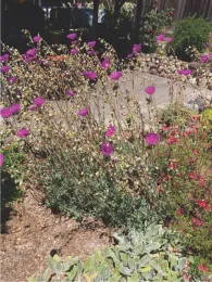 Rock Purslane - Calandrinia grandiflora
