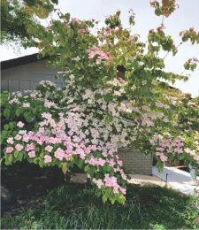 Flowering dogwood