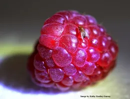 Professor Chiu has collaborated with fellow researchers on the spotted wing drosophila, Drosophila suzukii, shown her on a raspberry. (Photo by Kathy Keatley Garvey)