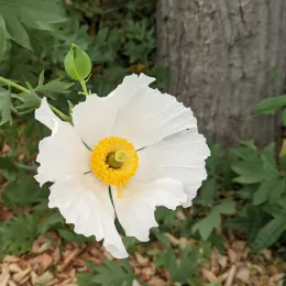 Photo by Cathrin Callas