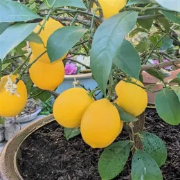 Meyer Lemon-square-close-exp-square