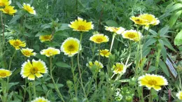 Bright yellow flowers with white edges bloom among lush green foliage in a sunny garden.