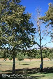 A healthy sycamore tree next to a dead sycamore tree with no leaves.