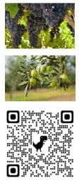 grape-olive-QRcode
