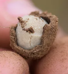 Close-up of pollen from a bindweed bee turret. (Photo by Rachel Vannette)