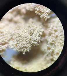 This microscope image shows pollen collected by a bindweed turret bee. (Image by Shawn Christensen)