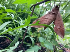 Sphinx in arugula. Bishop