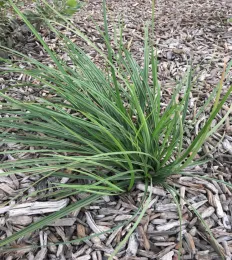 Santa Barbara sedge.