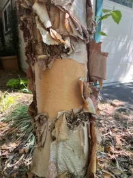 Paper Bark