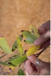 A person holding narrow green leaves that are turning yellow and have brown dead spots on them.