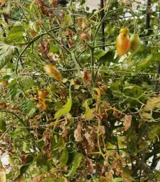 Prairie Fire dying September 14th