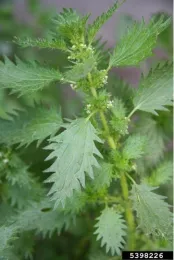 Close up of a plant with jagged leaves and small white flowers near the stem.
