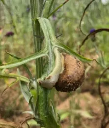 Hand pick snails the early morning. (All photos: Nancy Devaurs)