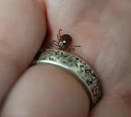 A live Lonestar tick Amblyomma americanium was displayed by Moriah Garrison of Carroll-Loye Biological Research. (Photo by Kathy Keatley Garvey)