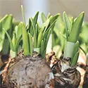 plants emurging from bulbs