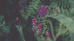 Vetch photos UC SAREP Bob Bugg