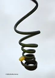 The tiny, ridged yellow egg of a Gulf Fritillary. (Photo by Kathy Keatley Garvey)