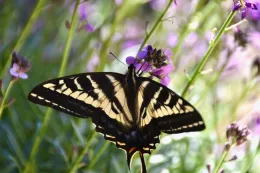 Large black and yellow butterfly.