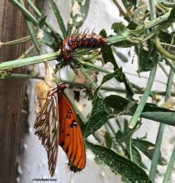 Spiky caterpillar hanging out near an orange colored adult butterfly.