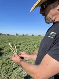 Photo 2: Brad Hanson, a professor of Cooperative Extension in the UC Davis Department of Plant Sciences, examines a stock of Orobanche ramosa pulled from off a tomato plant in nearby Woodland, where scientists are studying the parasitic weed. (Emily C. Dooley/UC Davis)