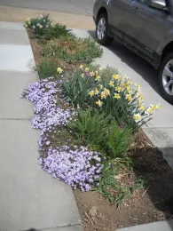 A sidewalk with flowering phlox growing in a bed along side it.