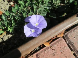 2 disc shaped, pale violet flowers next to edging.