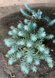 Dan Hemesath's photo of a neighbor's silver spurge Hemesath snapped during a morning walk.