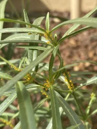 Brightly colored orange insects on a spiky green plant.
