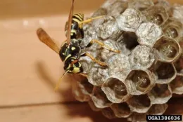 Black and yellow insect tending to its nest.