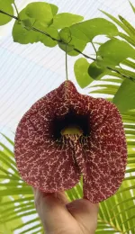 The large flower of an Aristolochia gigantea vine growing along a wire trellis in the CSUC Greenhouse. Michelle Graydon