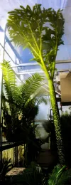 The Corpse Flower plant pushing towards the ceiling of the CSUC Greenhouse. Michelle Graydon