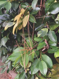 A camellia bush decorated with ponderosa pine needles